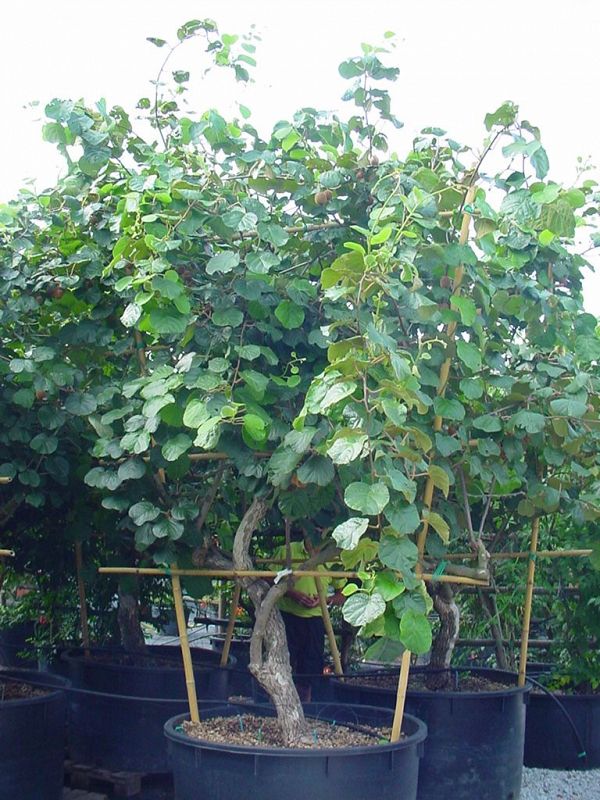 Actinidia chinensis